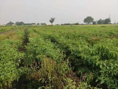 ಫುಸಾರಿಯಮ್ ವಿಲ್ಟ್ - ದಪ್ಪ ಮೆಣಸಿನಕಾಯಿ & ಮೆಣಸಿನಕಾಯಿ