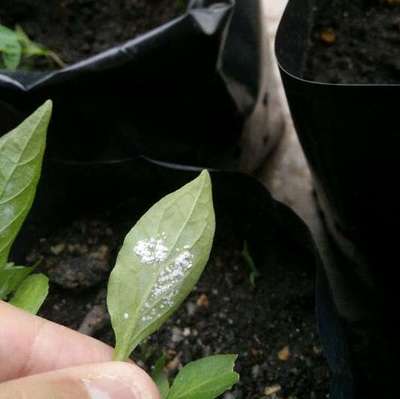 Mealybug - Capsicum & Chilli