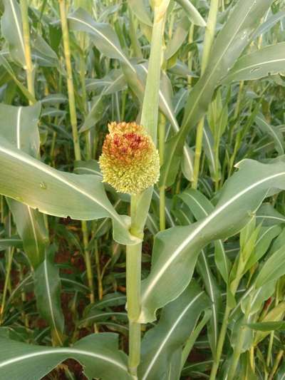 Covered Kernel Smut of Sorghum - Sorghum