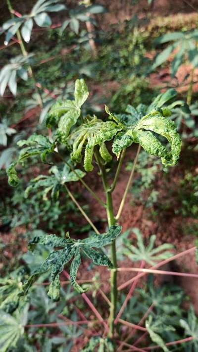 Cassava Mosaic Disease - കപ്പക്കിഴങ്ങ്
