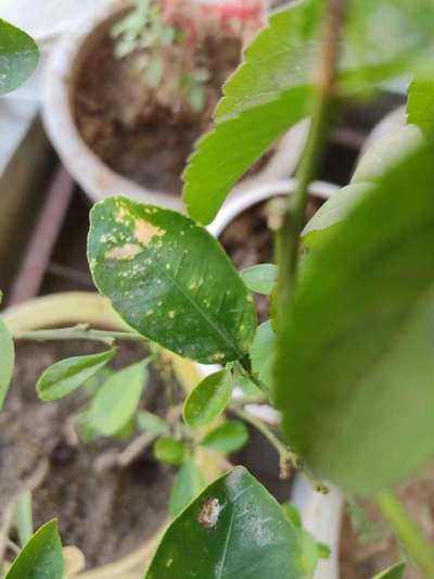 Zinc Deficiency - Citrus