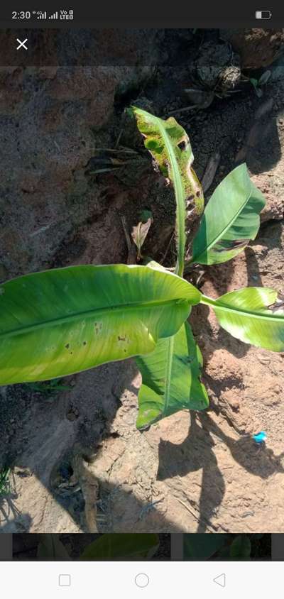 ಕರಿಹೇನು ರೋಗ(ಅಫಿಡ್) - ಬಾಳೆಹಣ್ಣು