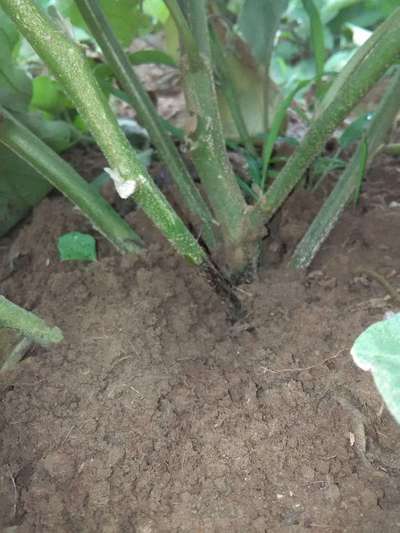 Foot and Collar Rot - Brinjal
