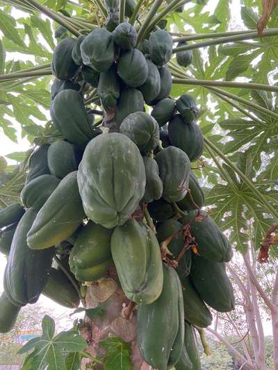 Boron Deficiency - Papaya