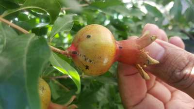 Anthracnose of Pomegranate - Pomegranate