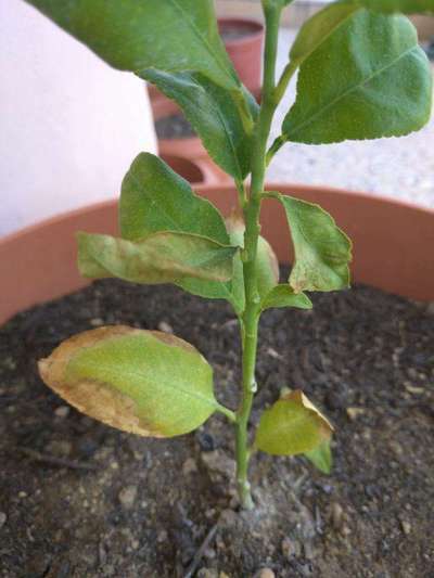 Spider Mites - Citrus