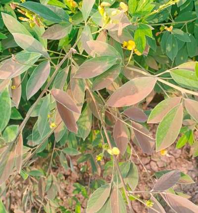 Rust on Blackgram - Pigeon Pea & Red Gram