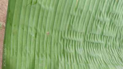 Boron Deficiency - Banana