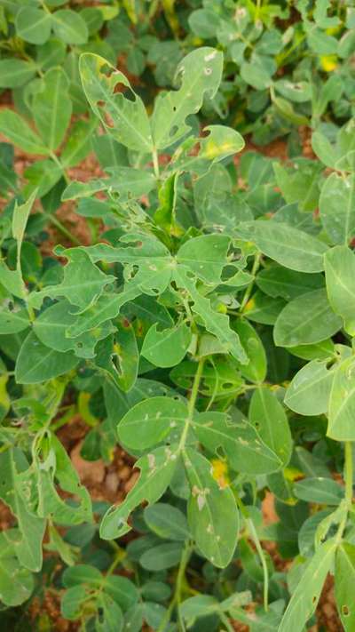 Tobacco Caterpillar - Peanut