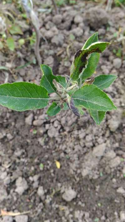 Boron Deficiency - Apple