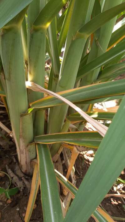 ಪೊಟ್ಯಾಸಿಯಮ್  ಕೊರತೆ - ಕಬ್ಬು