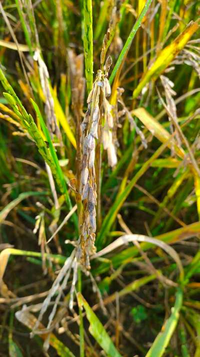 Bacterial Panicle Blight - Rice