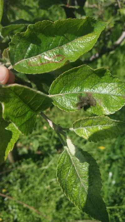 Leaf Miner Flies - Apple