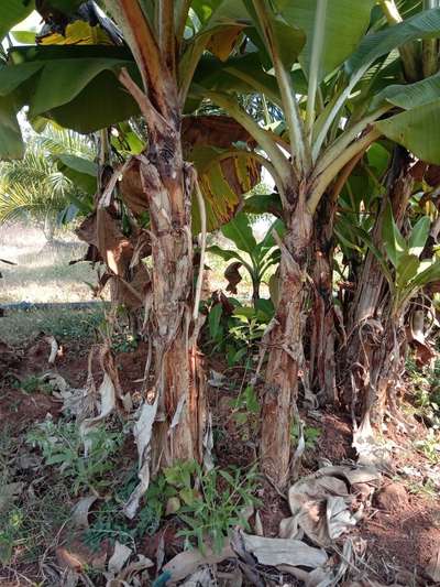 Leaf Blotch of Banana - Banana