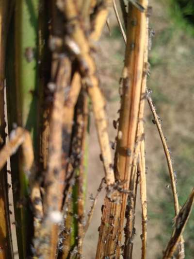 Brown Planthopper - Rice