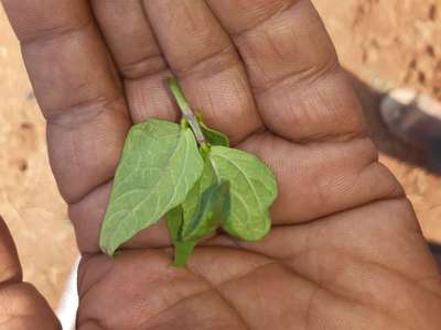 Leafhoppers and Jassids - Bean