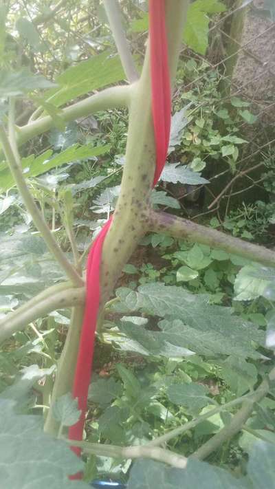 Tizón tardío del tomate - Tomate