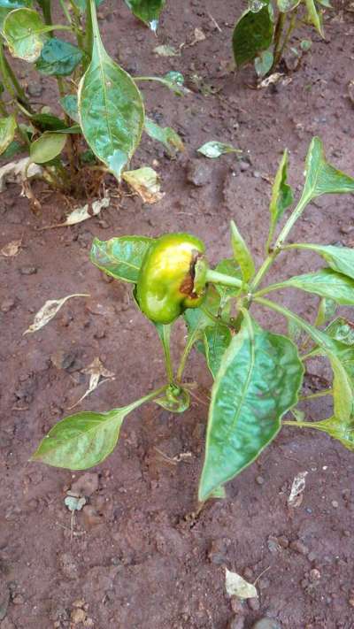 Boron Deficiency - Capsicum & Chilli