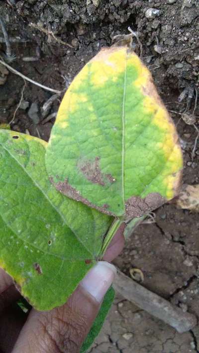 Flea Beetles - Bean