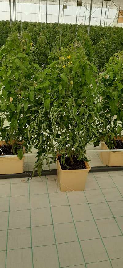 Bacterial Wilt - Tomato