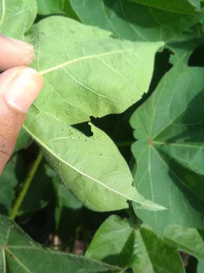 Tobacco Caterpillar - Cotton