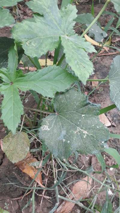 Spider Mites - Okra