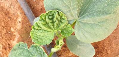 Boron Deficiency - Cucumber