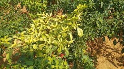 Iron Deficiency - Capsicum & Chilli