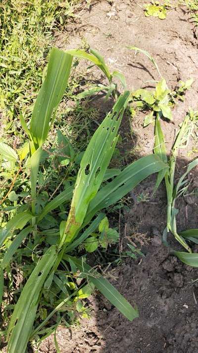 Spotted Stemborer - Sorghum