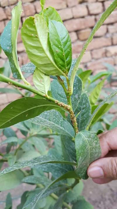 Citrus Psyllid - Citrus