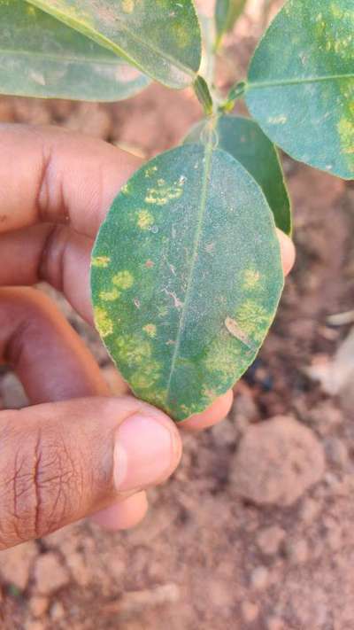 Algal Leaf Spot - Citrus