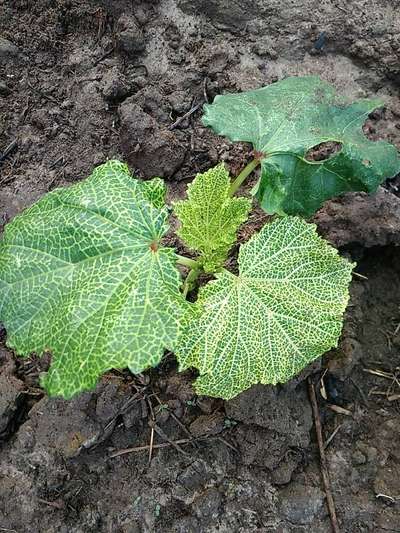 Whiteflies - Okra