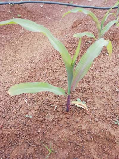 Phosphorus Deficiency - Maize