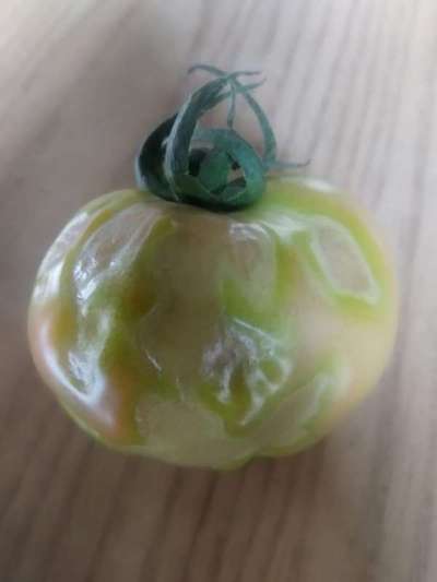 Tomato Spotted Wilt Virus - Tomato