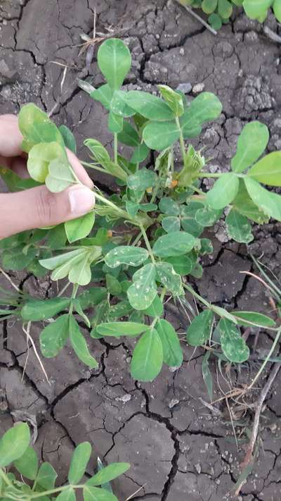 Flea Beetles - Peanut