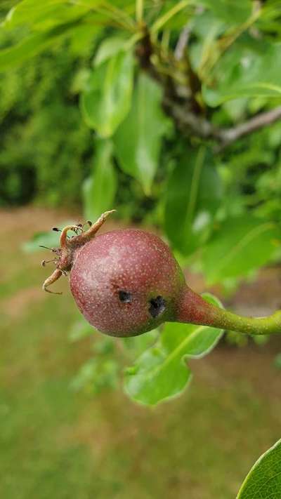 European Pear Rust - Pear