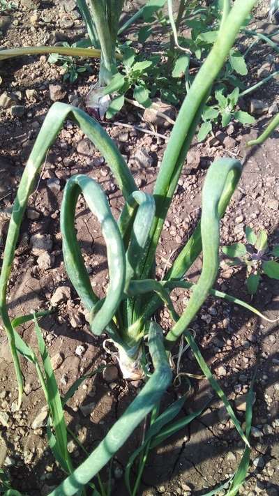 Boron Deficiency - Onion