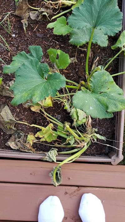 Powdery Mildew - Zucchini