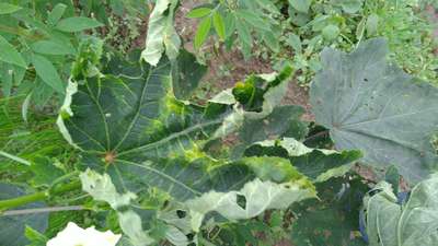 Leafhoppers and Jassids - Okra