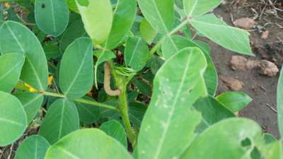 Velvetbean Caterpillar - Peanut