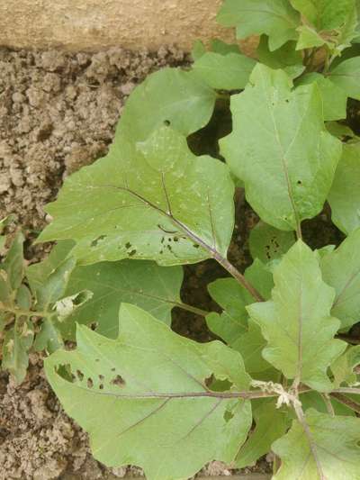 Whiteflies - Brinjal