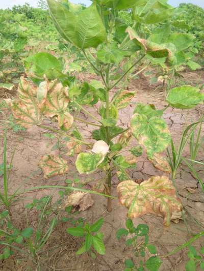 Manganese Deficiency - Cotton