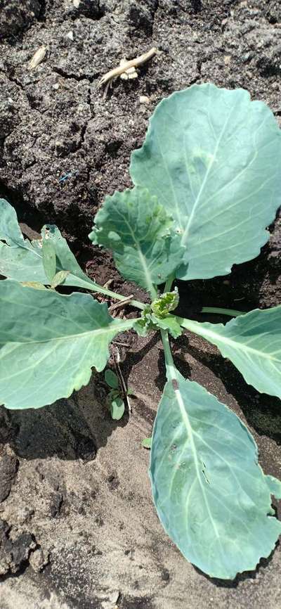 Flea Beetles - Cabbage