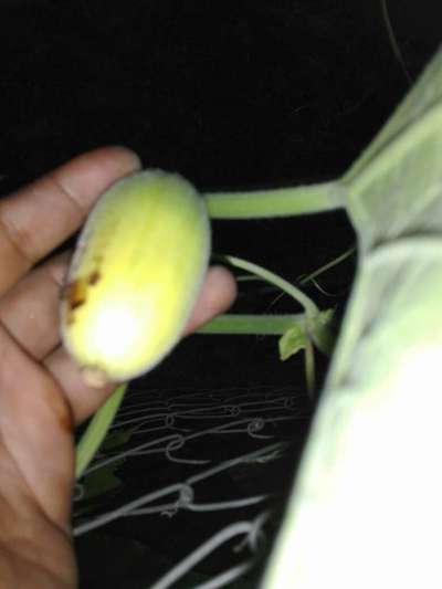 ক্যালসিয়ামের অভাবজনিত রোগ - কুমড়া