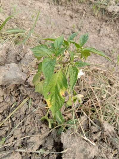 Chilli Cercospora Leaf Spot - Capsicum & Chilli