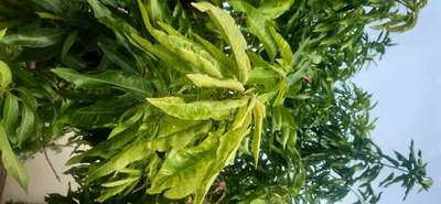 Boron Deficiency - Mango