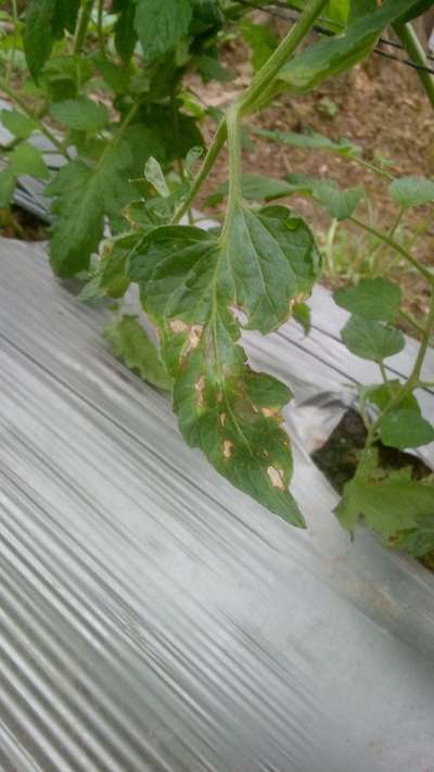 Anthracnose - Tomate