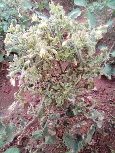 Tomato Yellow Leaf Curl Virus - Tomato