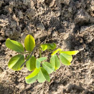 Nitrogen Deficiency - Peanut