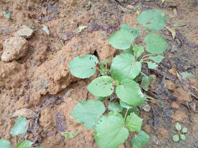 Leaf Miner Flies - Okra